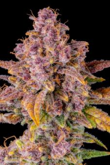 Gorilla Punch Auto - картинка 3