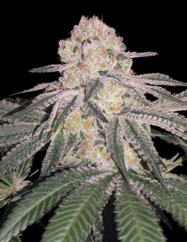 Kong's Krush - картинка 4