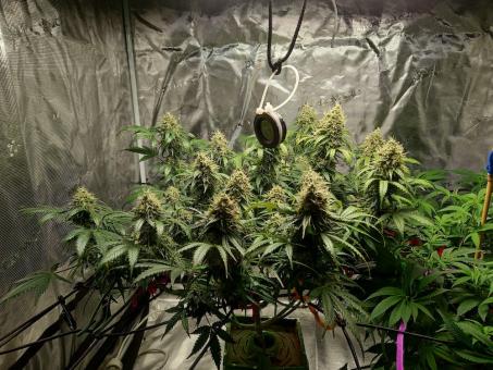 Auto Nefertiti - картинка 3