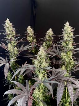 Black Lebanon - картинка 10