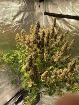 Zkittlez OG Auto - картинка 4