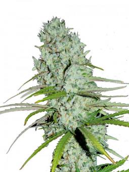 Buddha Amnesia - картинка 1