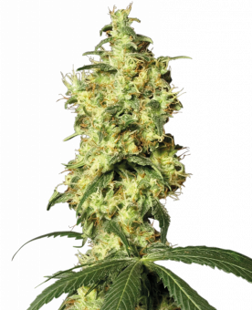 White Widow Auto - картинка 1