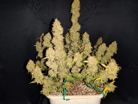 Northern Light Blue Auto - картинка 4