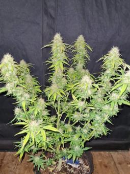 Mimosa Cake Auto - картинка 2