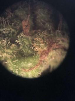 Atomical Haze - картинка 7