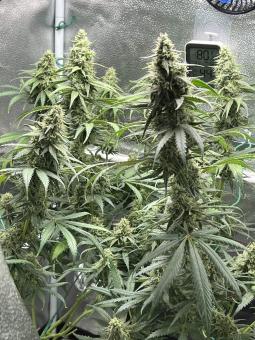 Black Jack F1 Fast Version - картинка 2