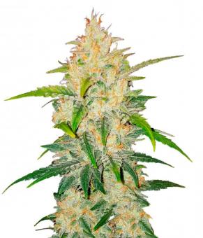 Zkittlez Auto - картинка 1