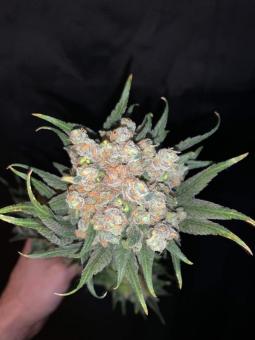 Sour Diesel - картинка 6