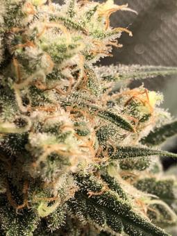 Galaxy - картинка 4