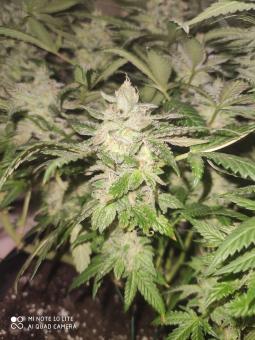 Sunset Paradise - картинка 6