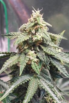 Sour Jealousy Auto - картинка 3