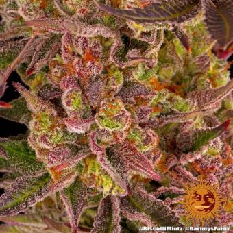 Biscotti Mintz - картинка 7