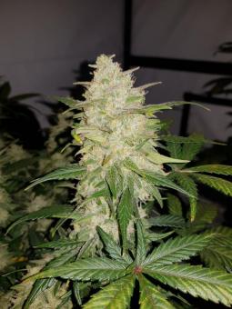 Gelato Auto - картинка 8