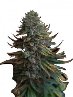 Hawaiian Snow - картинка 1