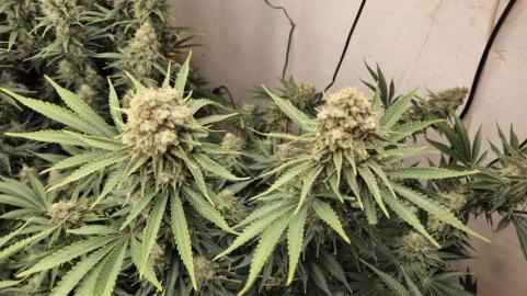 Black Domina Fast - картинка 4