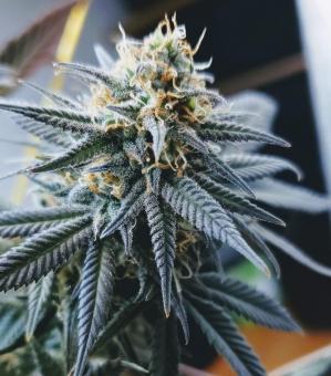 Caramelo - картинка 1