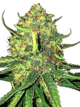 Z-Kiem - картинка 1