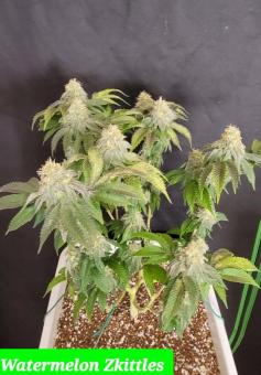 Watermelon Zkittlez - картинка 2