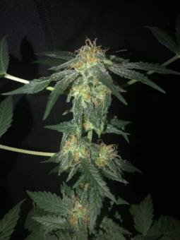 Sour Ripper - картинка 2