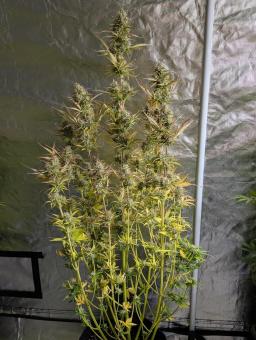 Space Cookies Auto - картинка 1