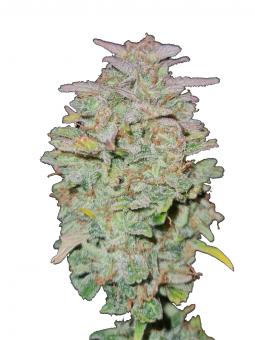 Lemon Larry OG - картинка 2