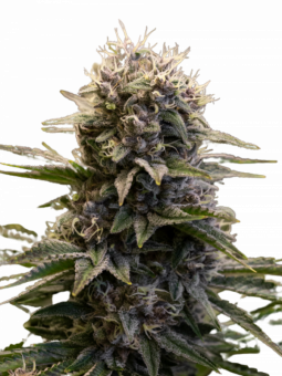 Black Ultimate Genetics - картинка 1