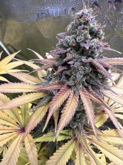 Gorilla Super Glue - картинка 1