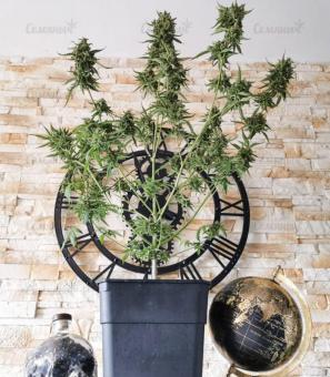 Auto Blue Pyramid - картинка 1