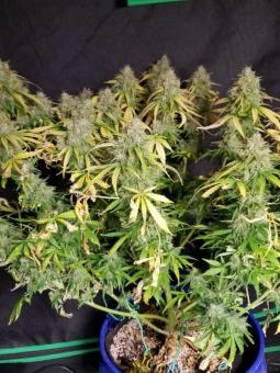 Buddha White Dwarf Auto - картинка 3