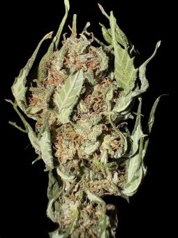 CBD Auto 1:1 (CBD Crack) - картинка 7