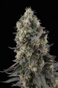 El Dorado OG - картинка 4