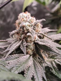 Kong's Krush - картинка 6