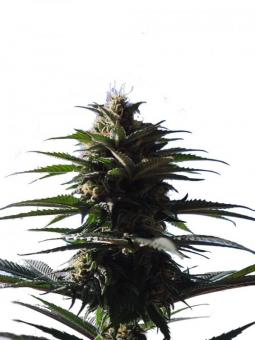 Lemon Z - картинка 1