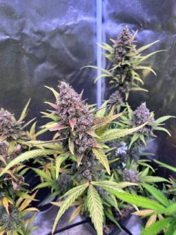 Purple Punch Auto - картинка 11