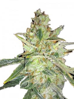 Pineapple Poison - картинка 1