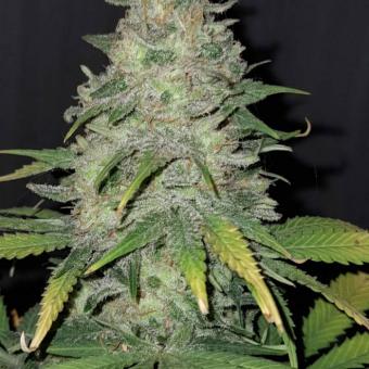 Critical Sensi Star Early Version - картинка 1