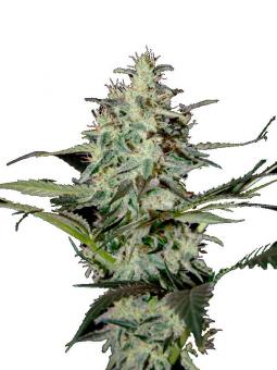 Super Lemon Haze Auto - картинка 5