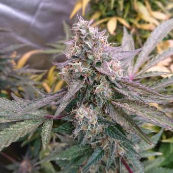 Eleven Roses - картинка 4