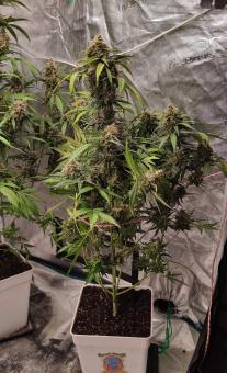 Red Strawberry Banana Auto - картинка 1