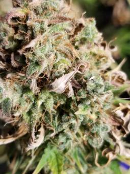 Royal Dwarf Auto - картинка 12