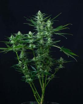 Vesta Autoflowering - картинка 2