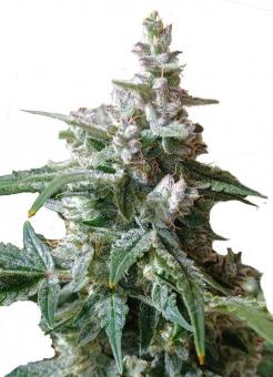 Sweet Bourbon Auto Kush - картинка 1