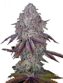 Persian Pie - картинка 1