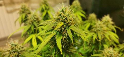 Deimos Auto - картинка 4