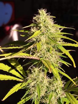 Lowryder autofem (IBL) - картинка 2