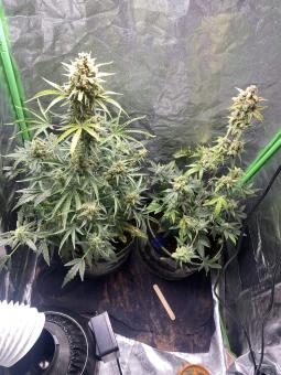 Exodus Cheese Auto - картинка 4