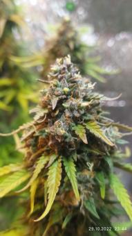 Auto Anubis - картинка 4