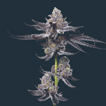 Platinum OG - картинка 1