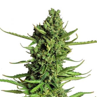 Devotchka Auto - картинка 8